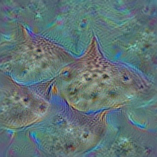 n01496331 electric ray, crampfish, numbfish, torpedo